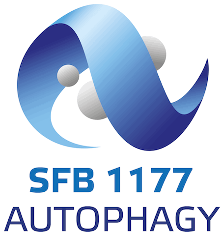 SFB_1177_Logo